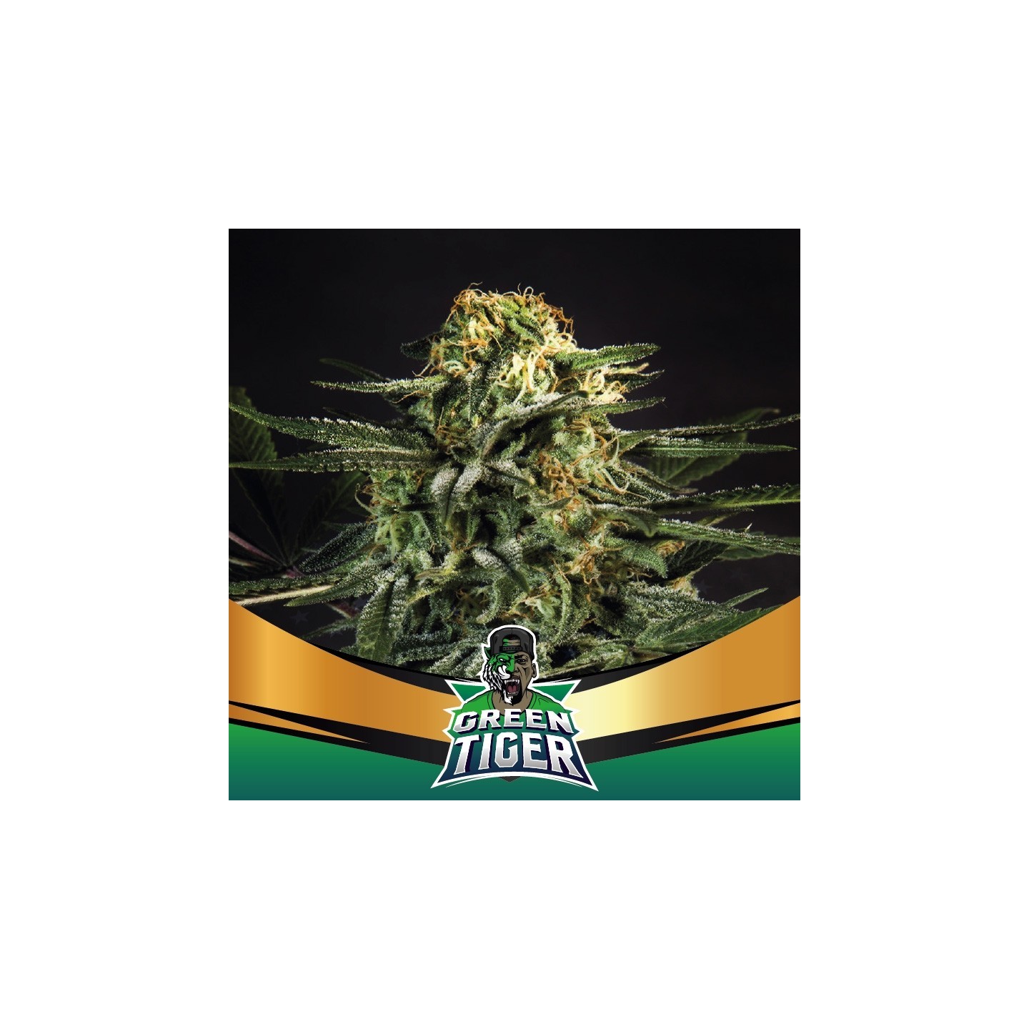 Green Tiger Fast Version Feminizada de BSF Seeds