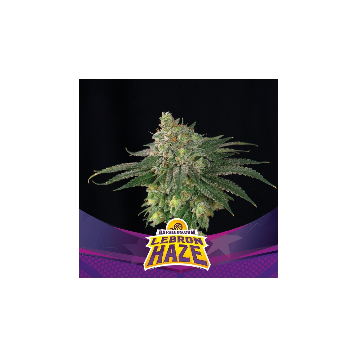 Lebron Haze de BSF Seeds