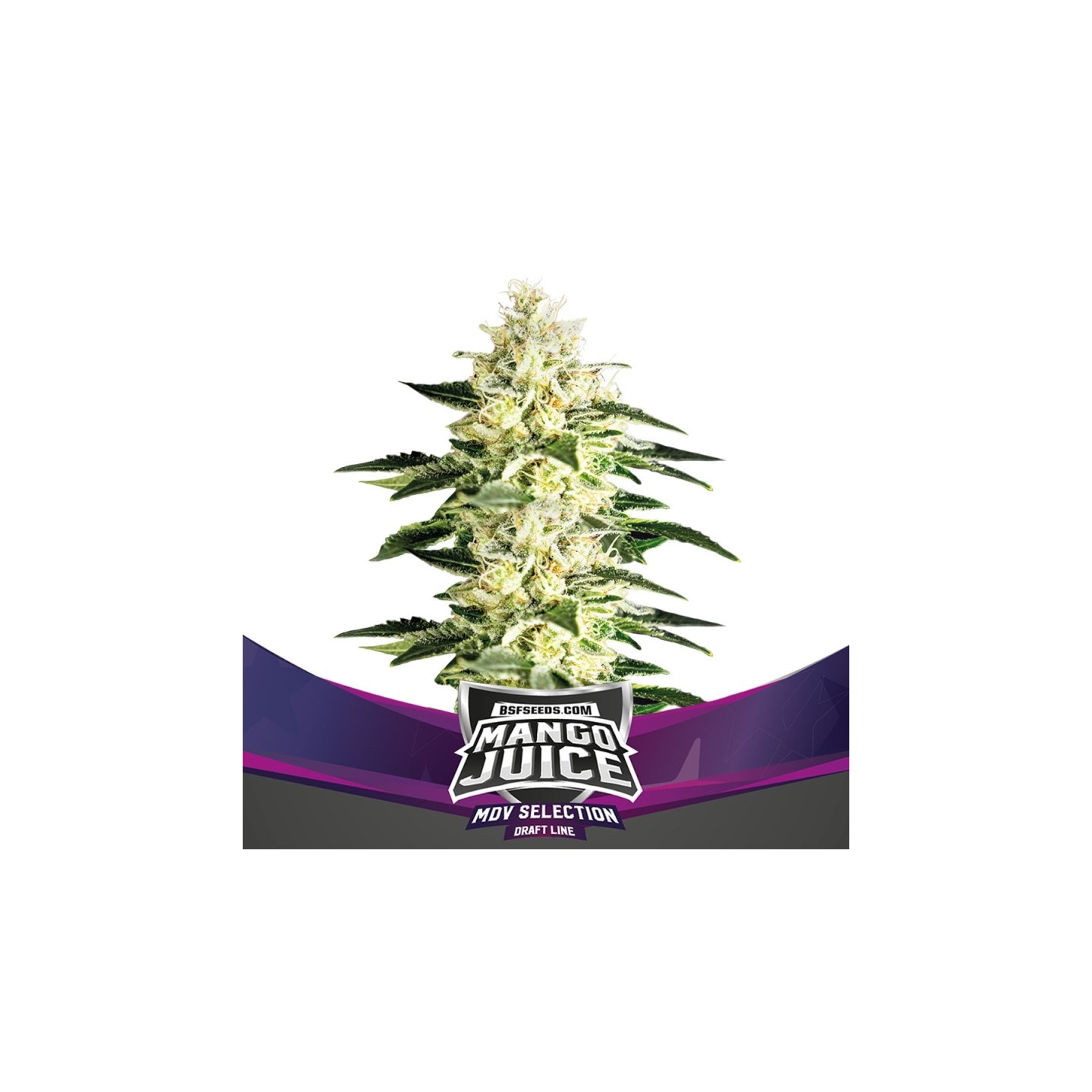 Mango Juice de BSF Seeds
