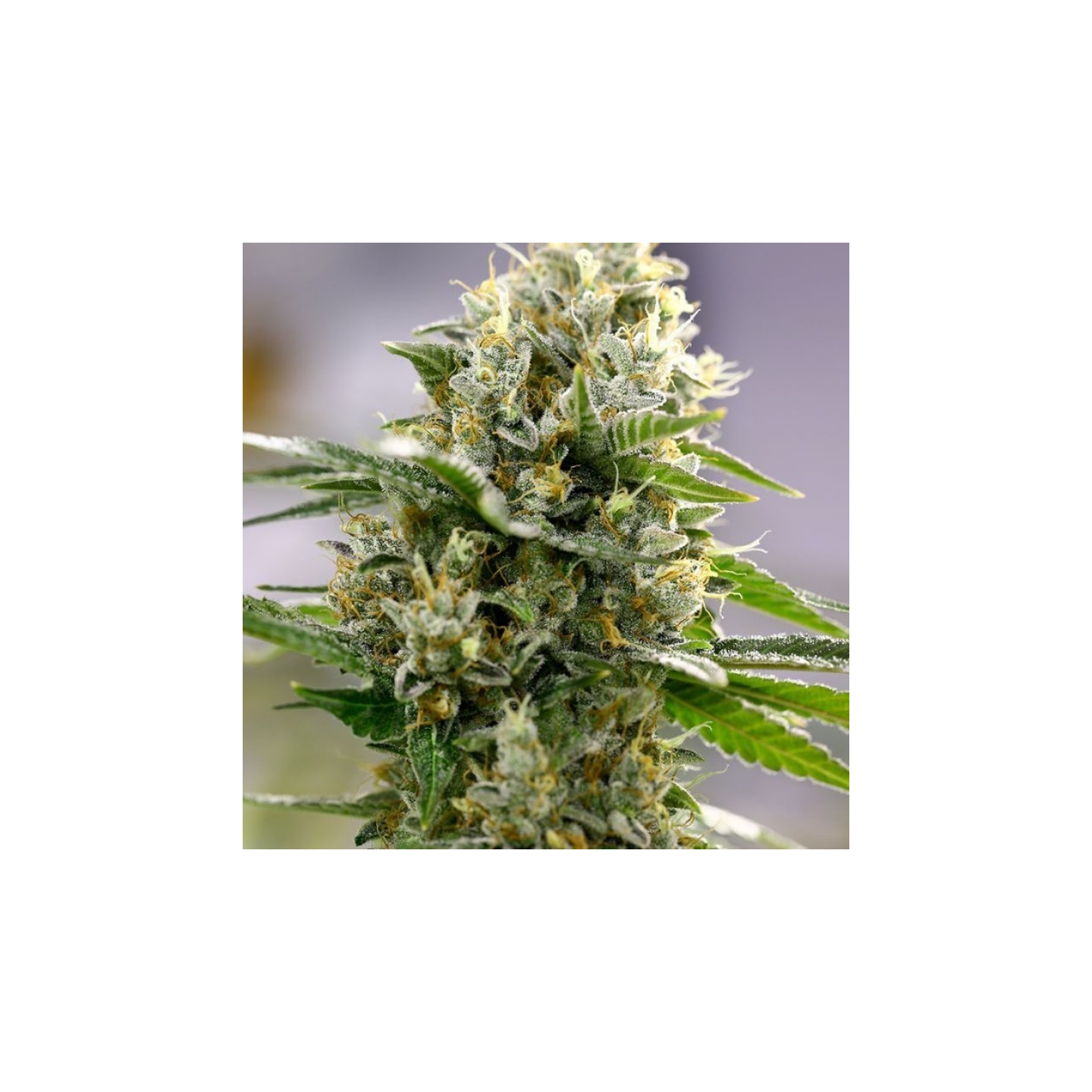 Moby-D Xxl Autofloreciente de BSF Seeds