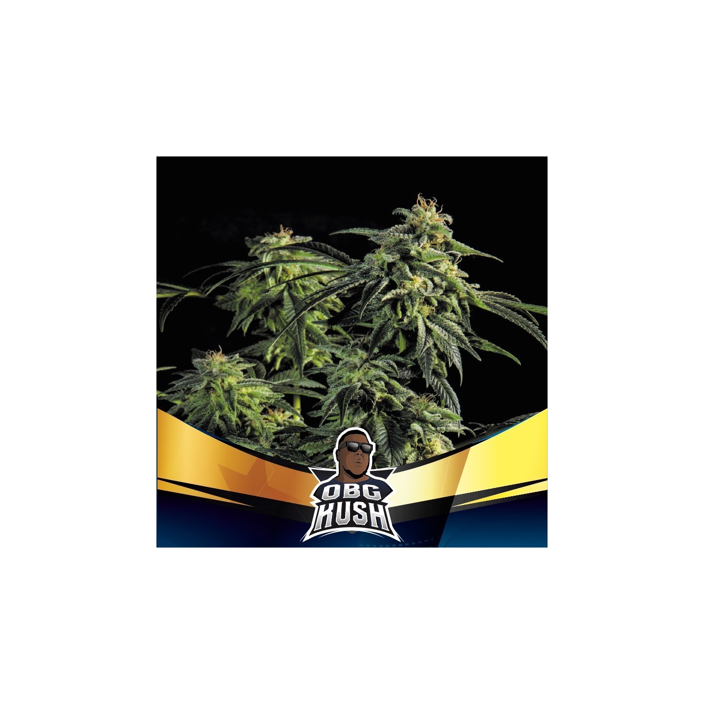Obg Kush Fast Version de BSF Seeds