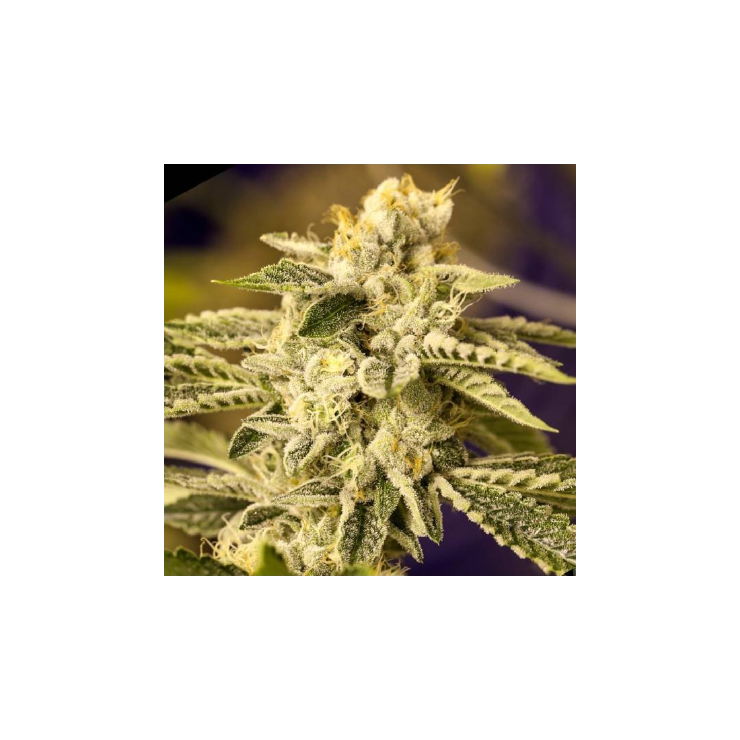 Og 24k de BSF Seeds