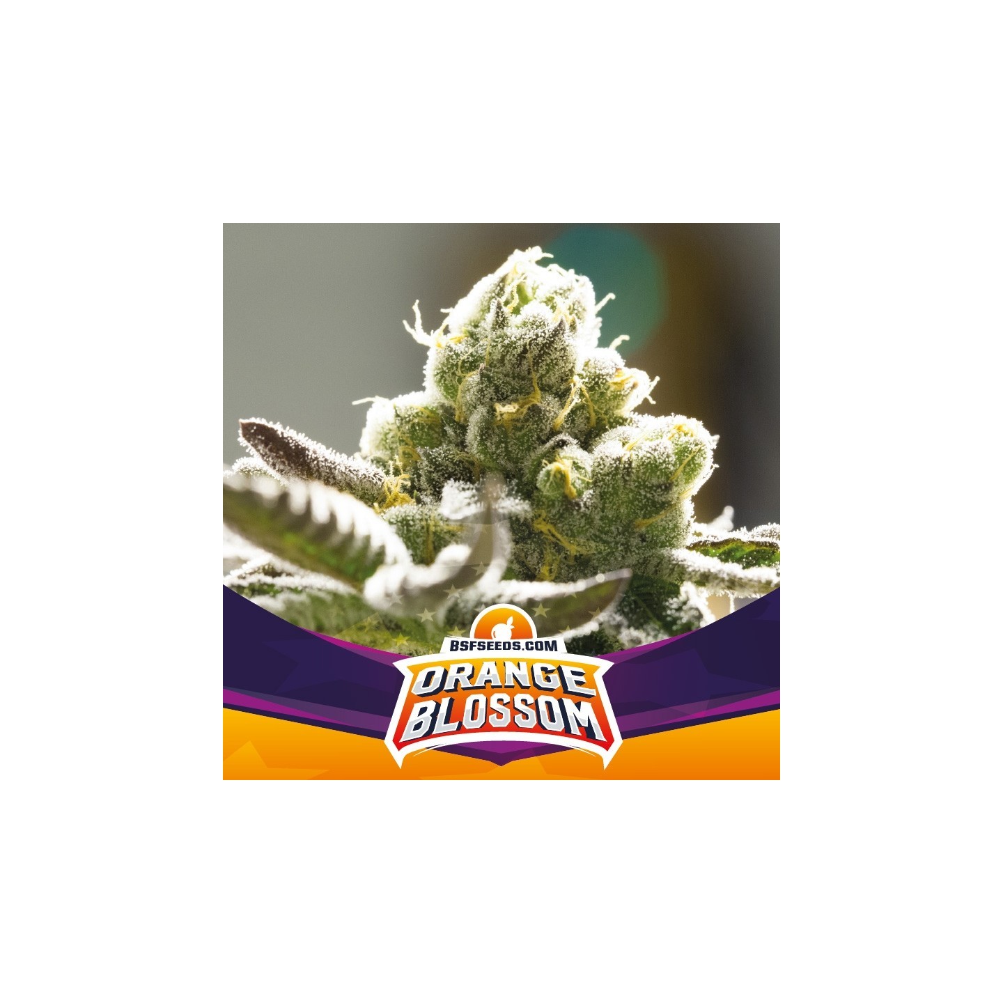 Orange Blossom de BSF Seeds