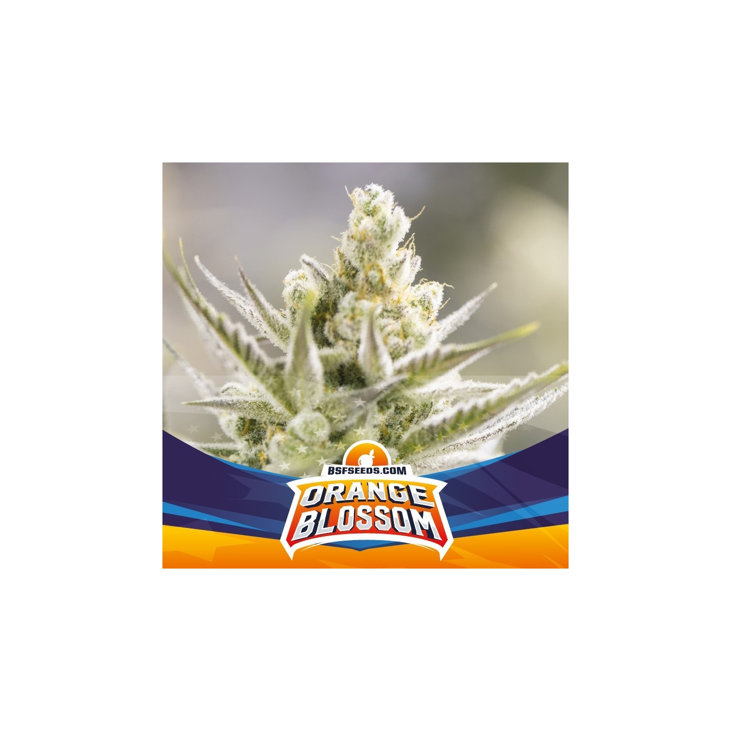 Orange Blossom Xxl Auto de BSF Seeds
