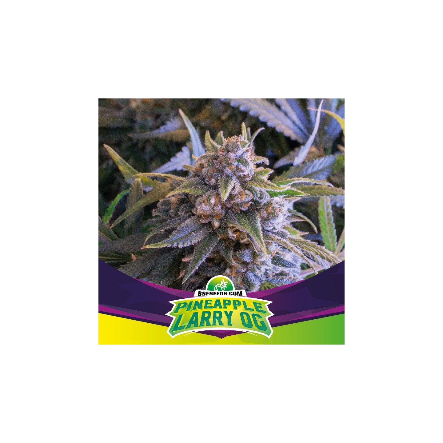 Pineapple Larry Og de BSF Seeds