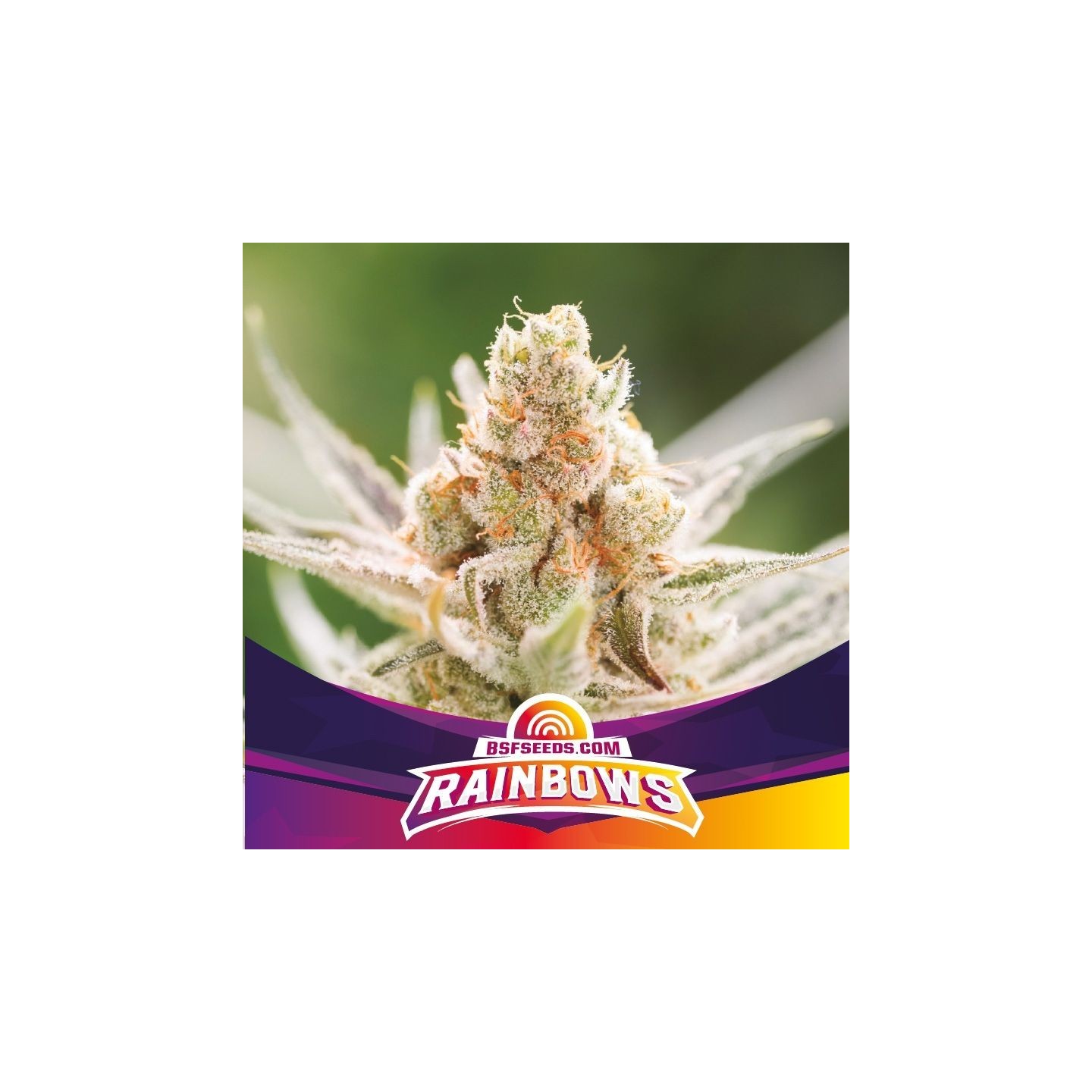 Rainbows de BSF Seeds