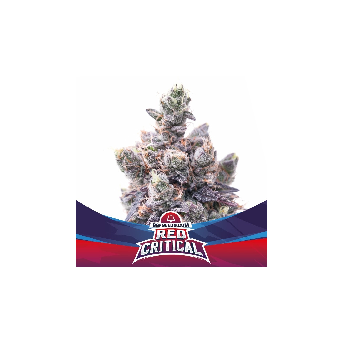 Red Critical Auto de BSF Seeds