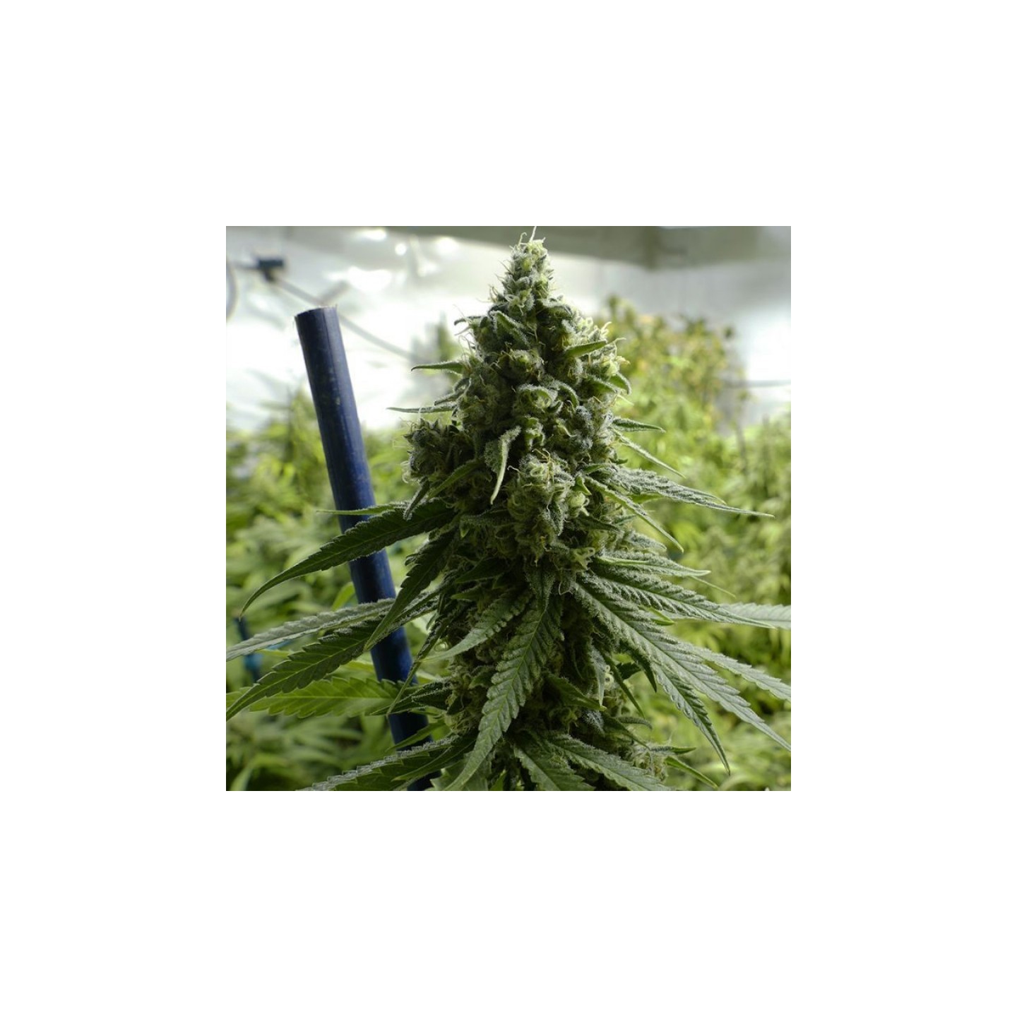 SLH de BSF Seeds