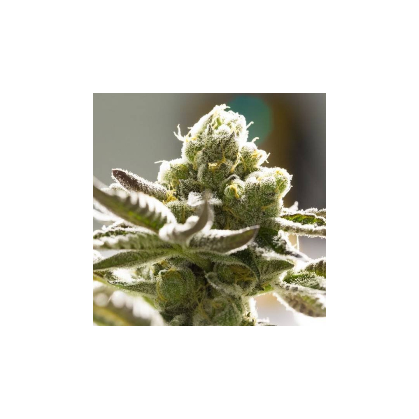 Tangie de BSF Seeds