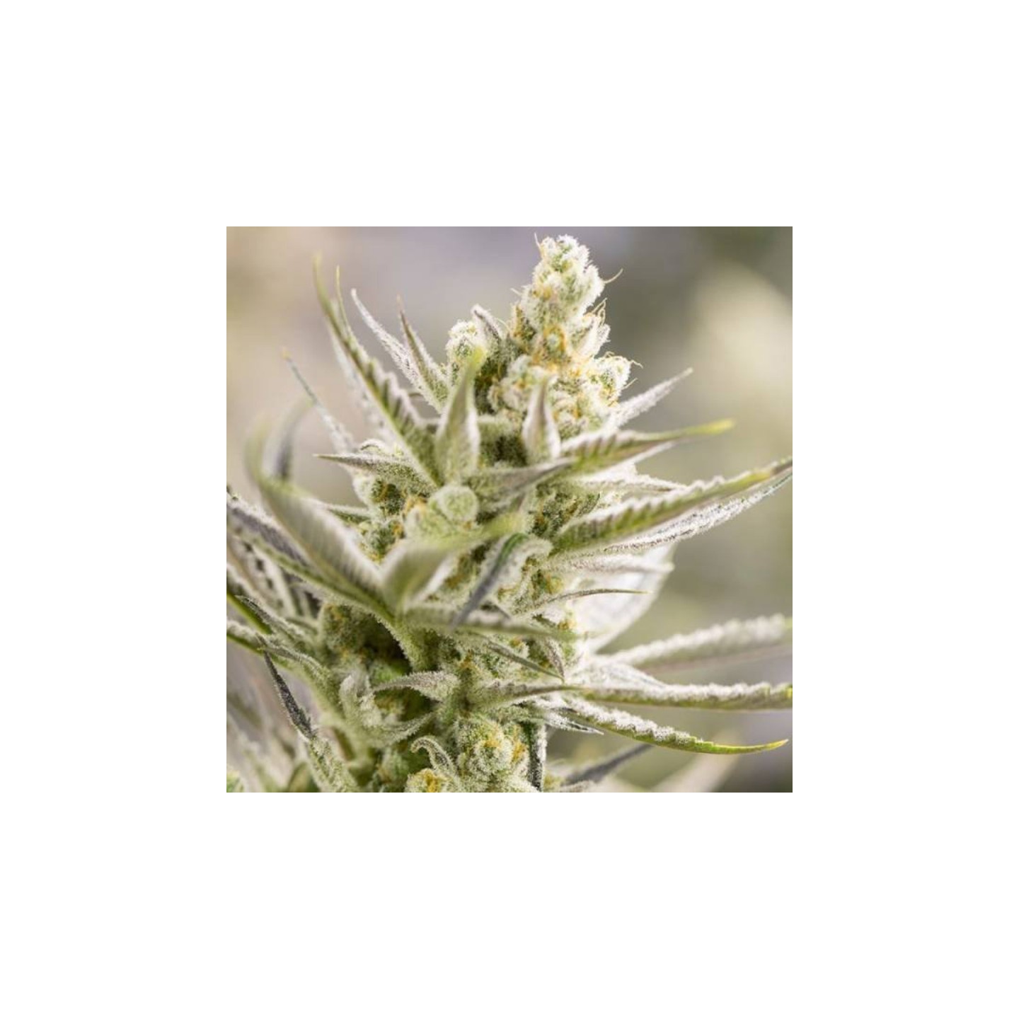 Tangie Xxl Auto de BSF Seeds