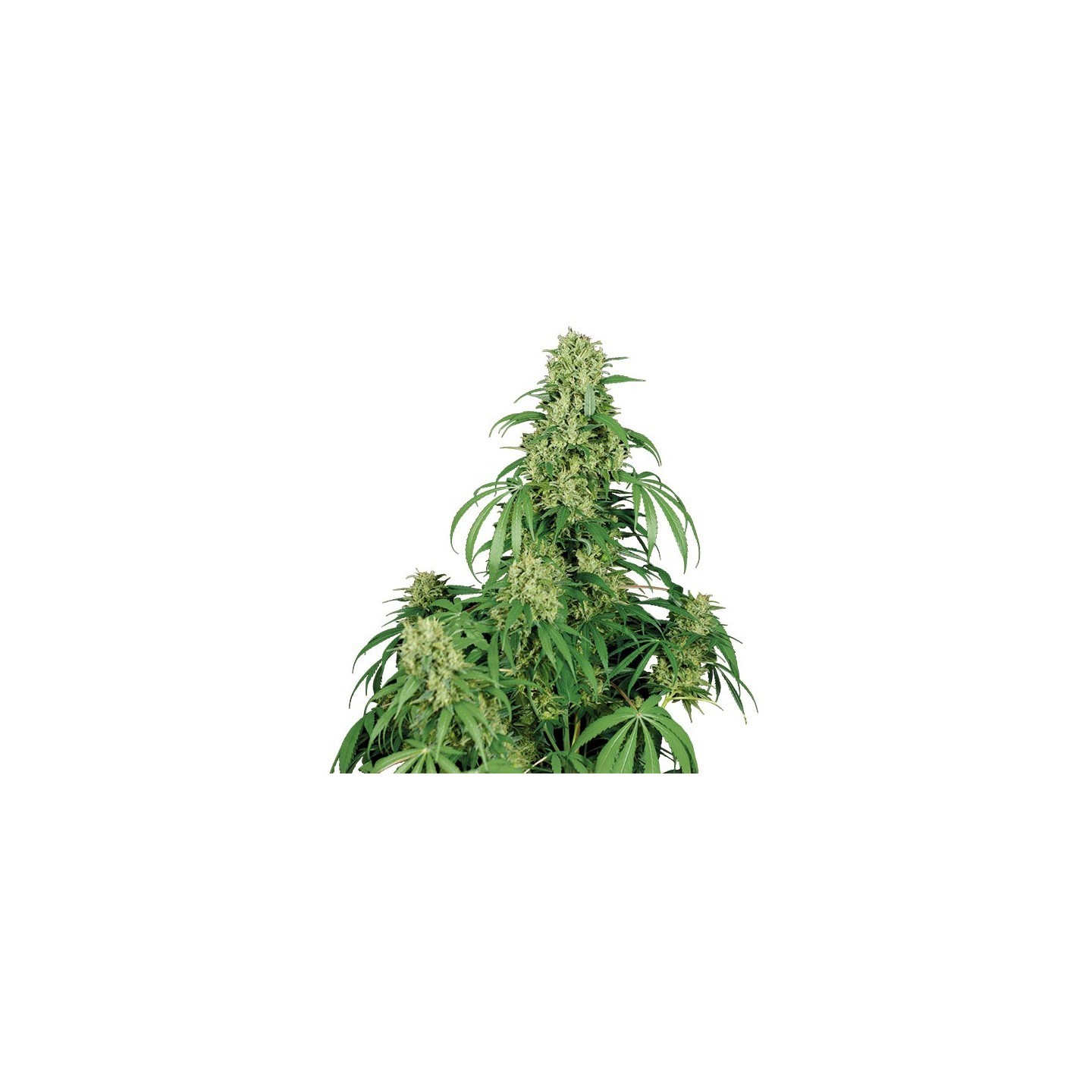 Auto Calamity Jane (Blister) de Buddha Seeds