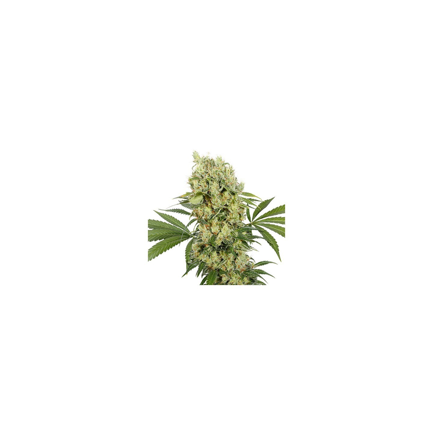 Auto Medikit Cbd (Blister) de Buddha Seeds