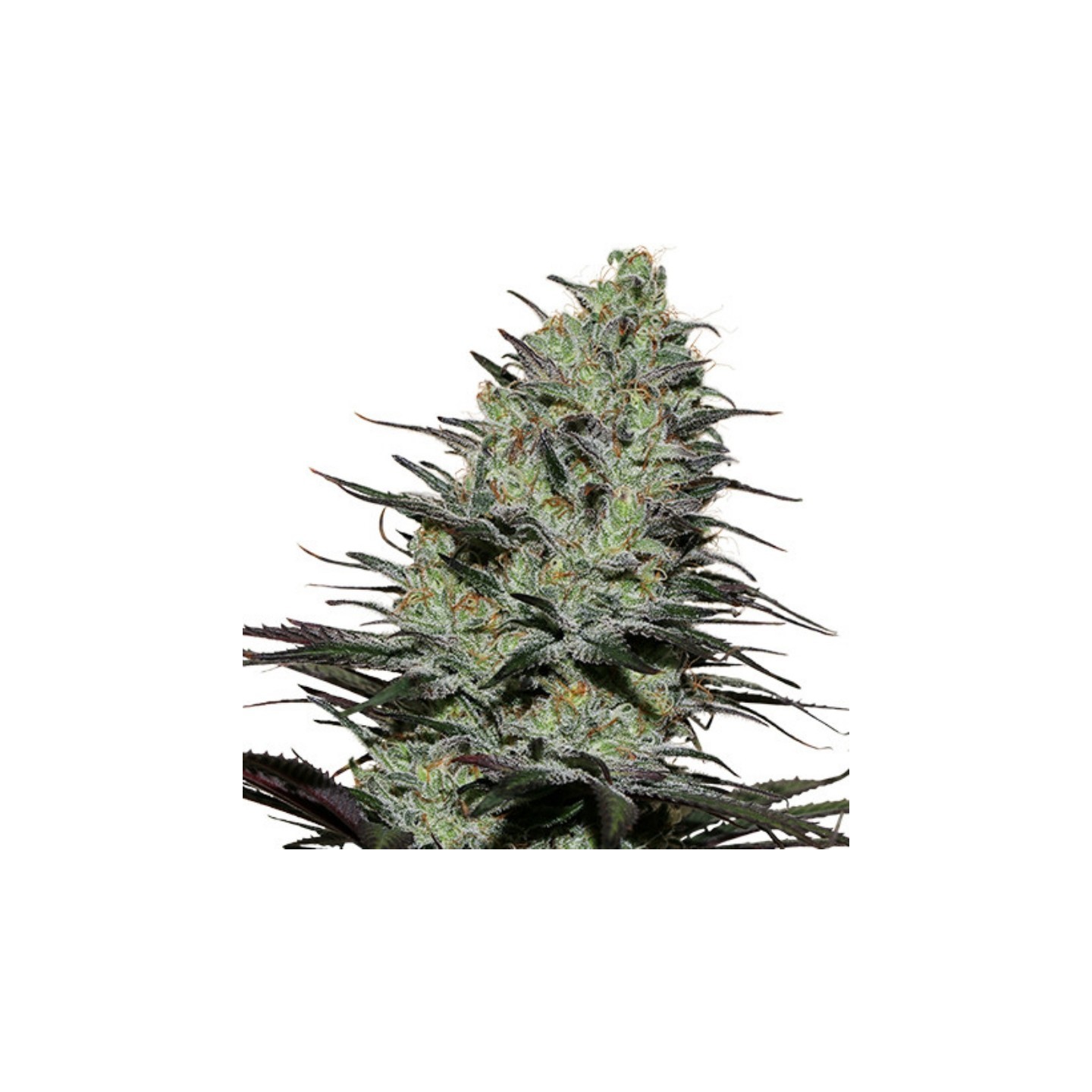Morpheus (Blister) de Buddha Seeds