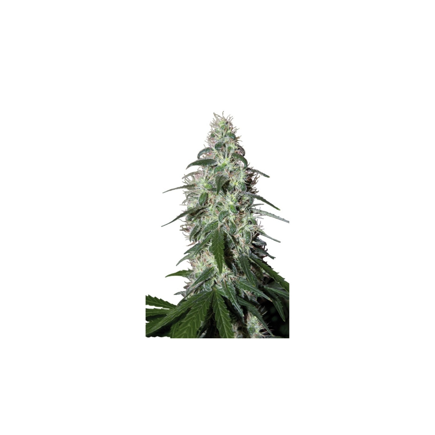 Pulsar (Blister) de Buddha Seeds