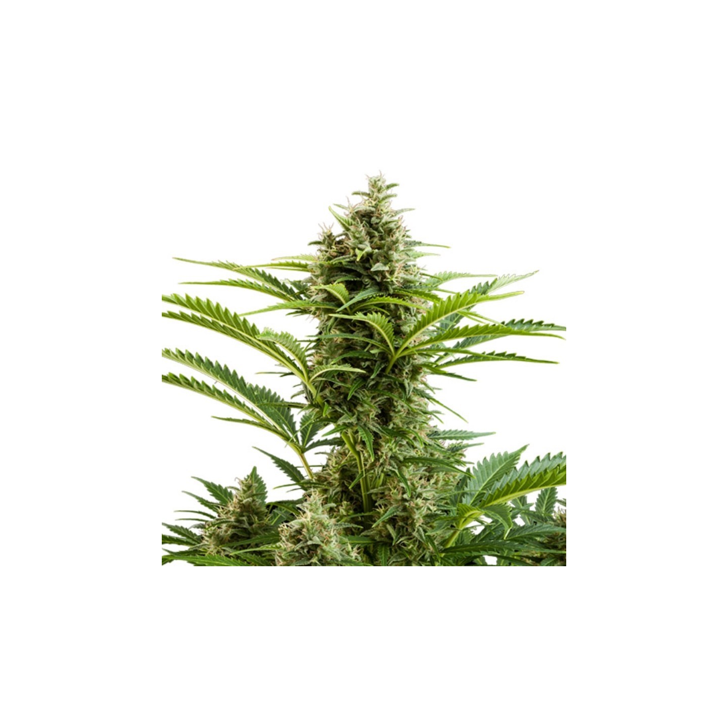 Vesta Auto (Blister) de Buddha Seeds