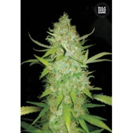 Auto Ak Feminizada de Bulk Seeds Bank