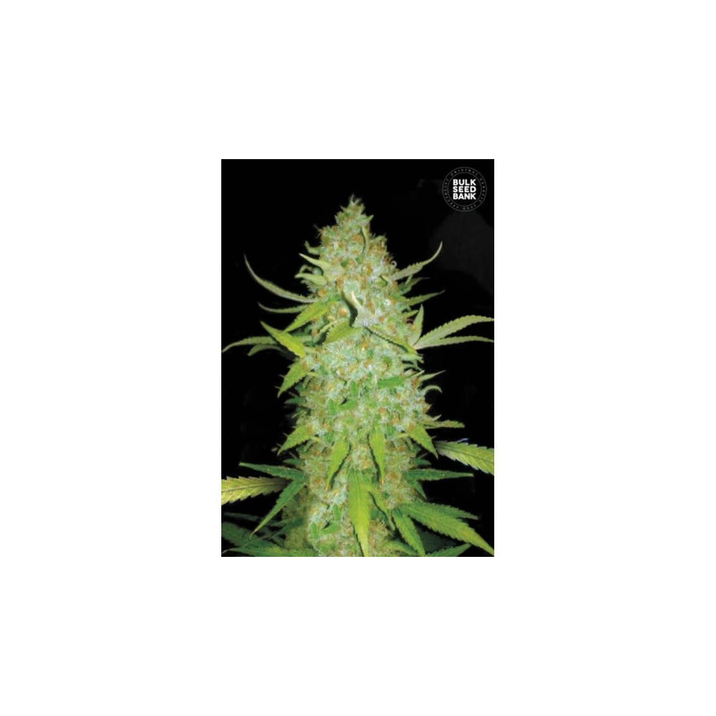 Auto Ak Feminizada de Bulk Seeds Bank