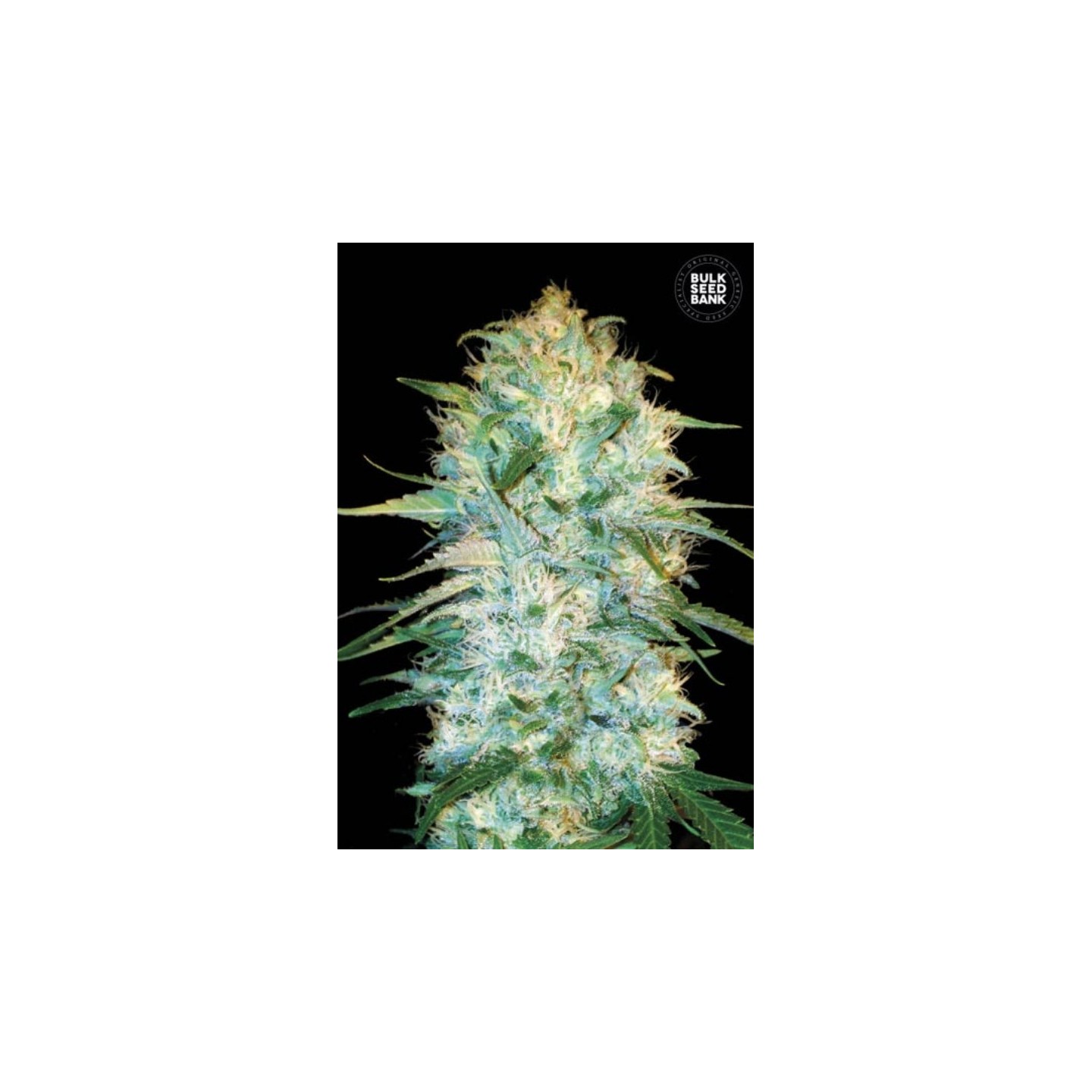 Auto Amnesia Platinum de Bulk Seeds Bank