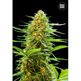 Banana Monkey Autofloreciente de Bulk Seeds Bank