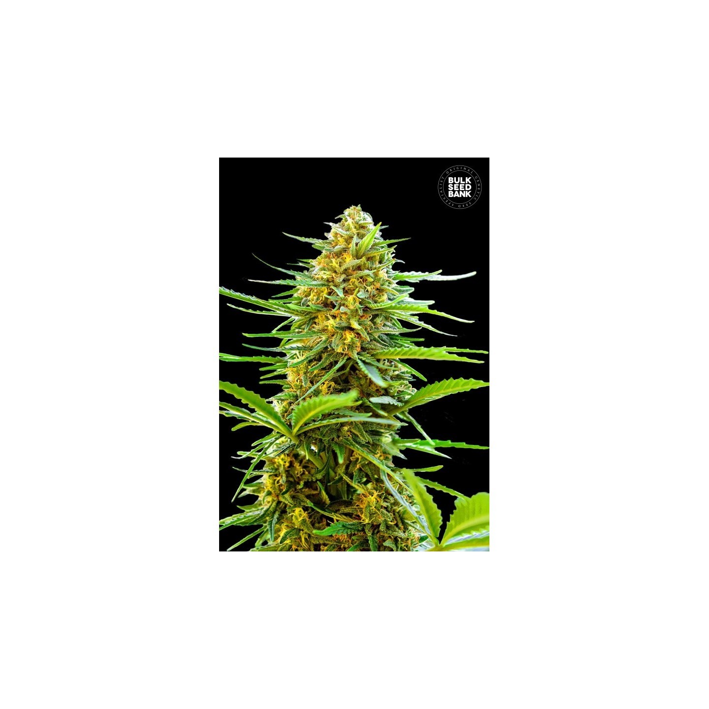 Banana Monkey Autofloreciente de Bulk Seeds Bank