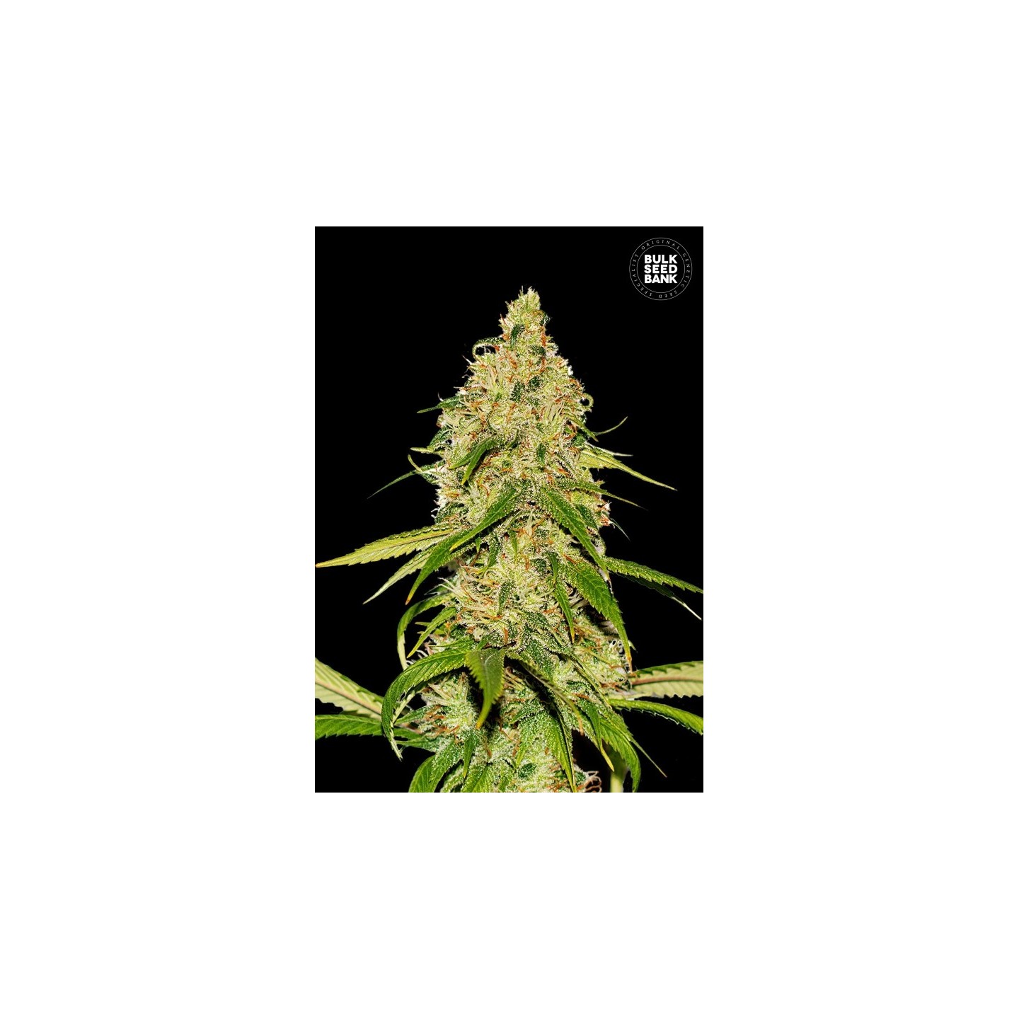 Cbd White Widow Autofloreciente de Bulk Seeds Bank