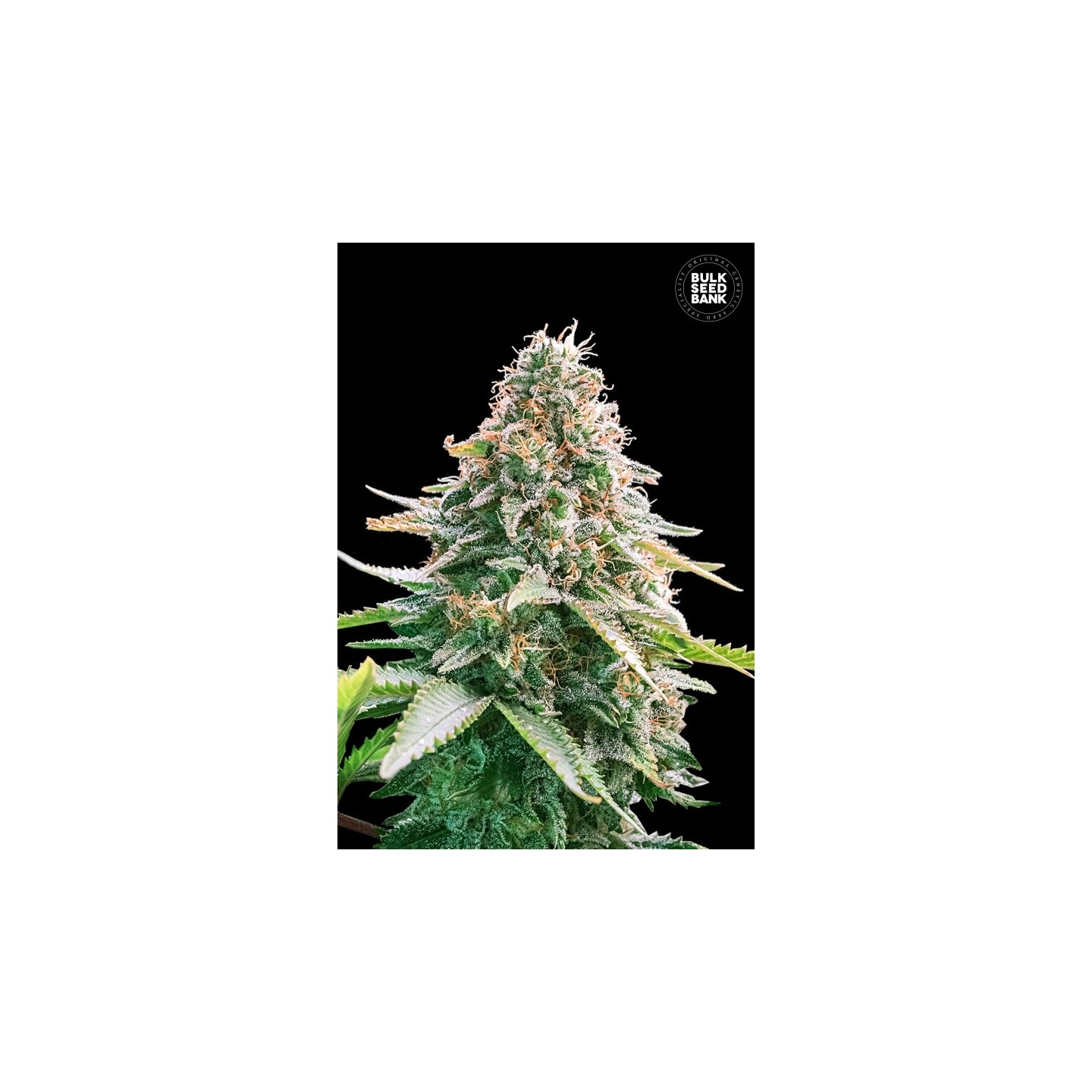 Gelato Samba Autofloreciente de Bulk Seeds Bank