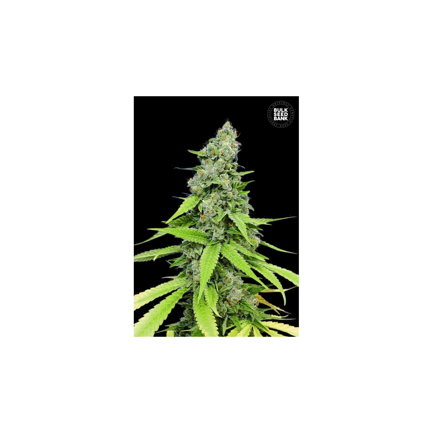 Grande Crack Autofloreciente de Bulk Seeds Bank