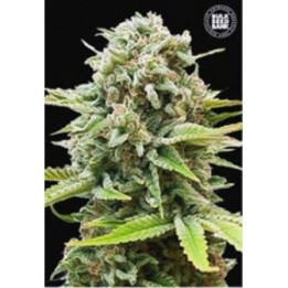 Guerrilla Glue Autofloreciente de Bulk Seeds Bank