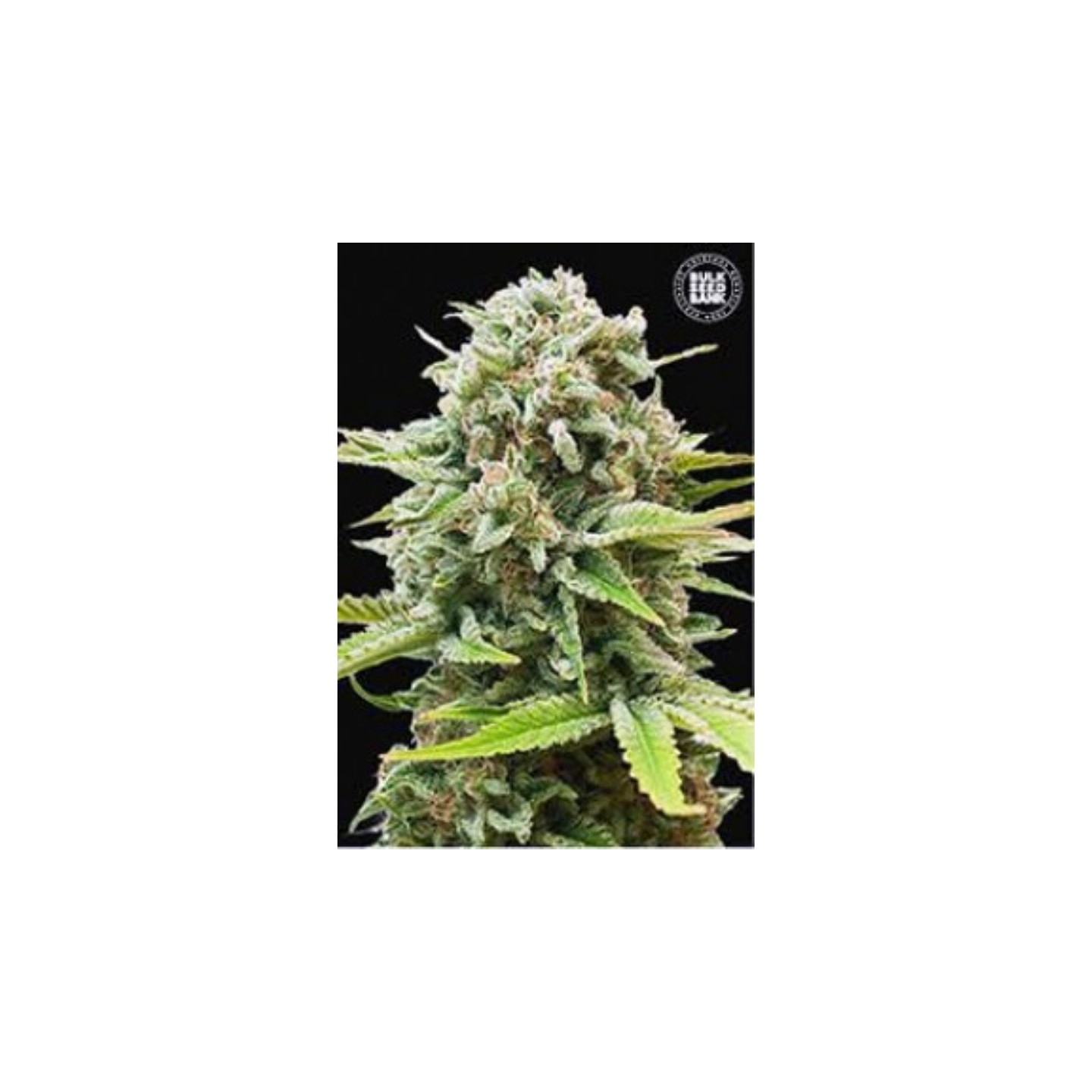 Guerrilla Glue Autofloreciente de Bulk Seeds Bank