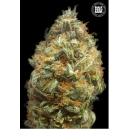 Original Orange Bud Autofloreciente de Bulk Seeds Bank