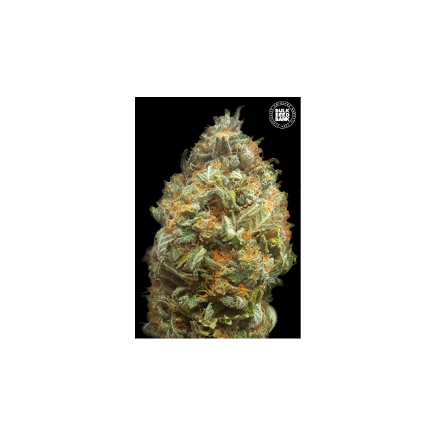 Original Orange Bud Autofloreciente de Bulk Seeds Bank