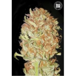 Auto Psychedelic de Bulk Seeds Bank