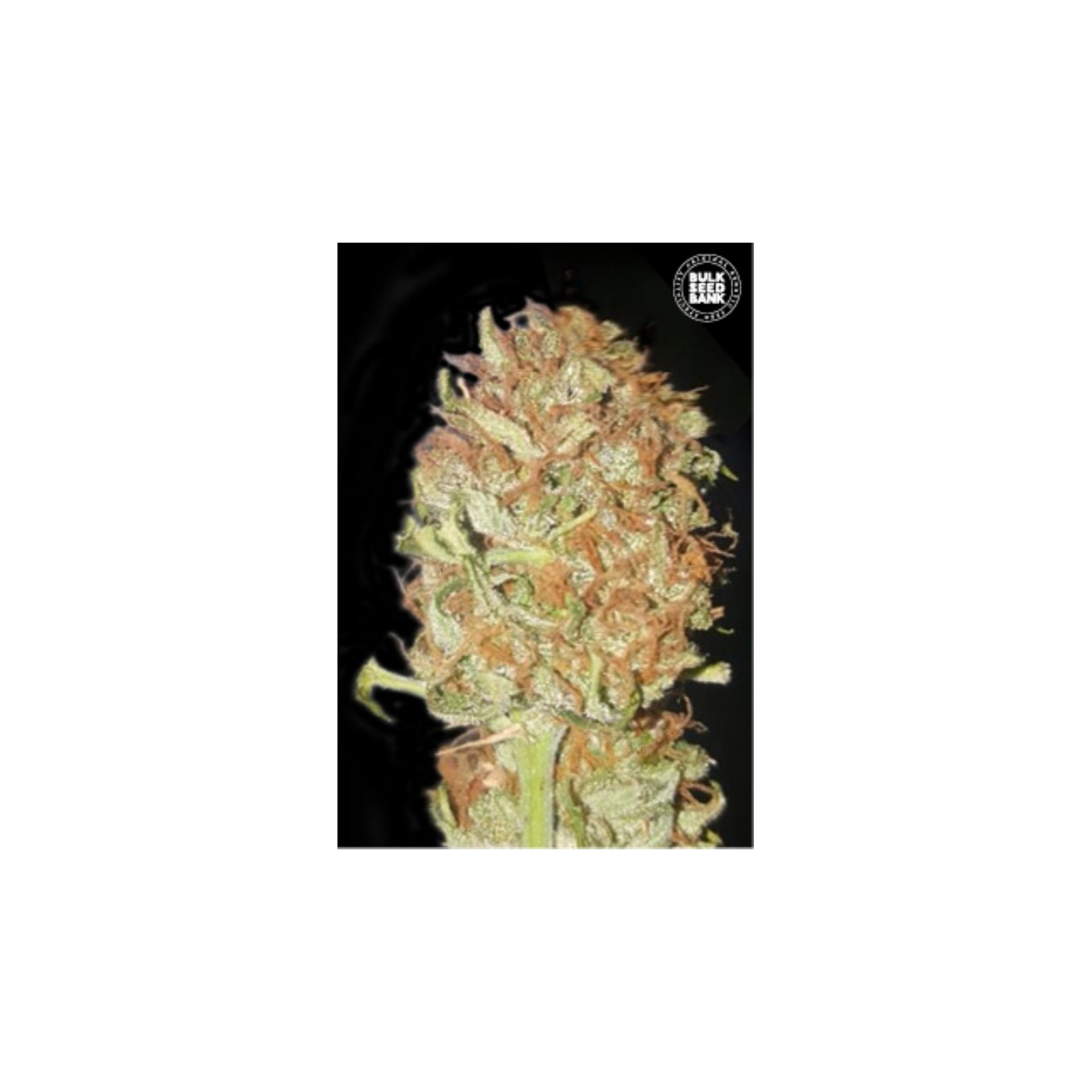Auto Psychedelic de Bulk Seeds Bank