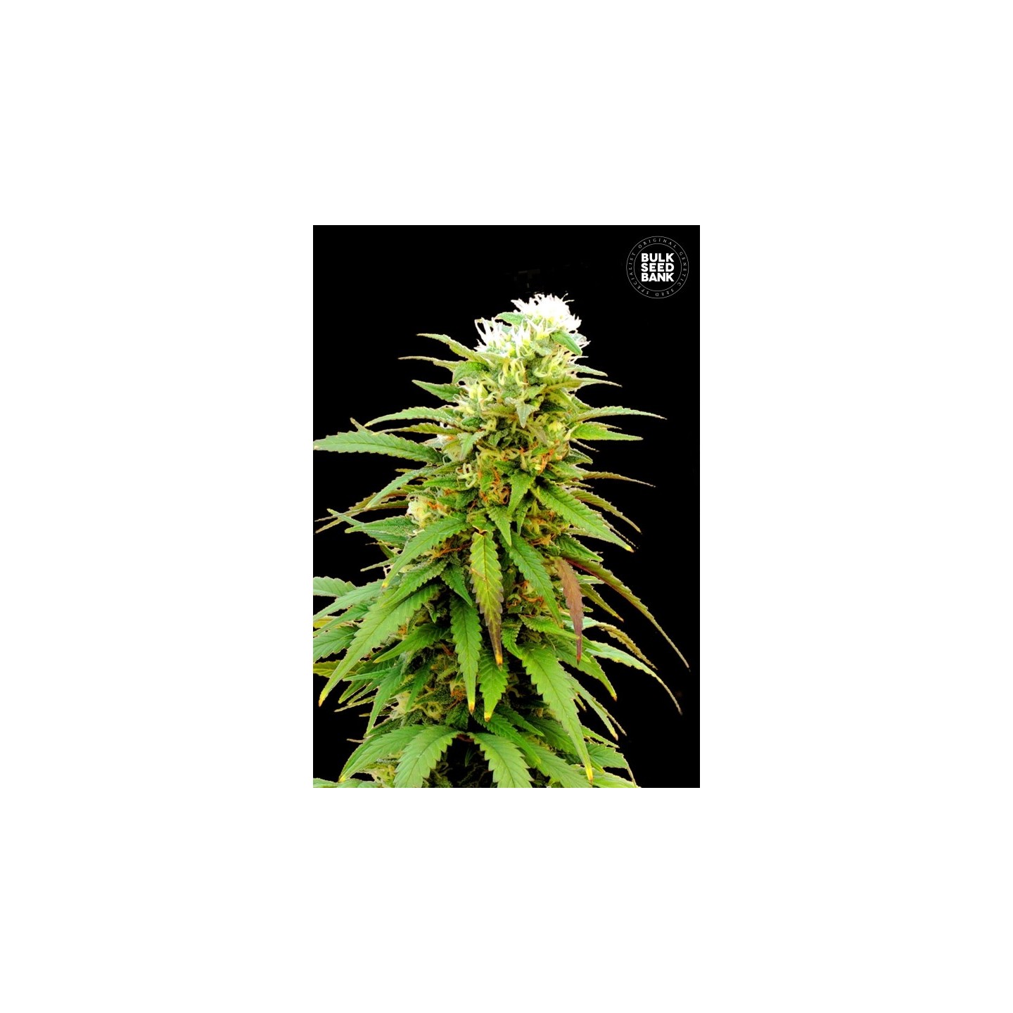 Zkittly Zi Zi Autofloreciente de Bulk Seeds Bank