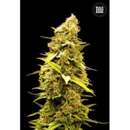 Banana Monkey Feminizada de Bulk Seeds Bank