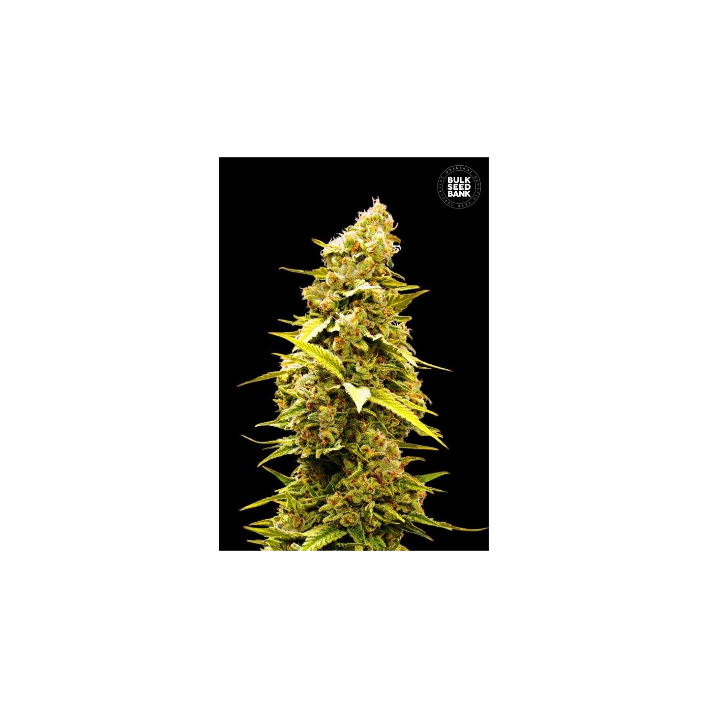 Banana Monkey Feminizada de Bulk Seeds Bank