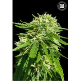 Cbd Good Wild Shark de Bulk Seeds Bank