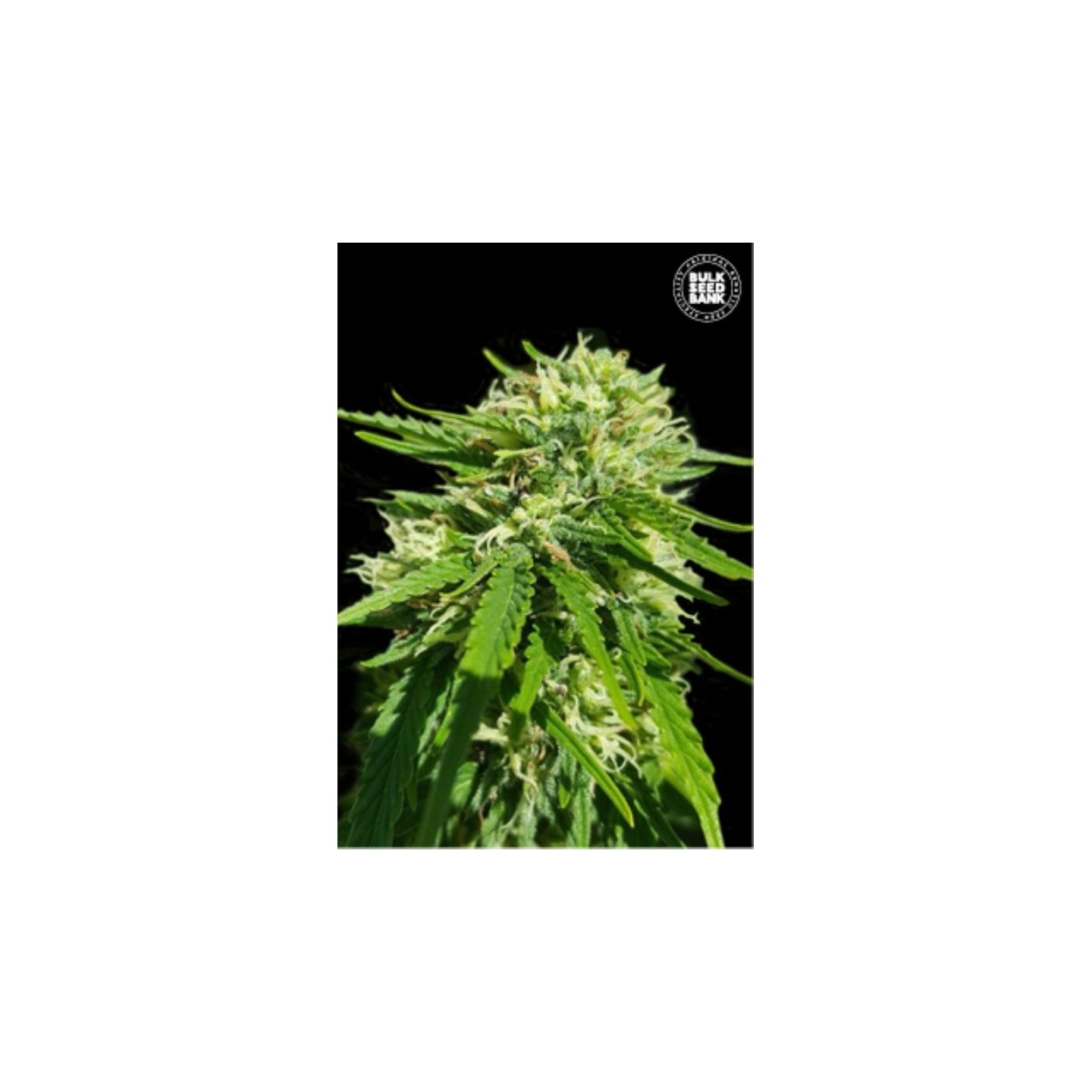 Cbd Good Wild Shark de Bulk Seeds Bank