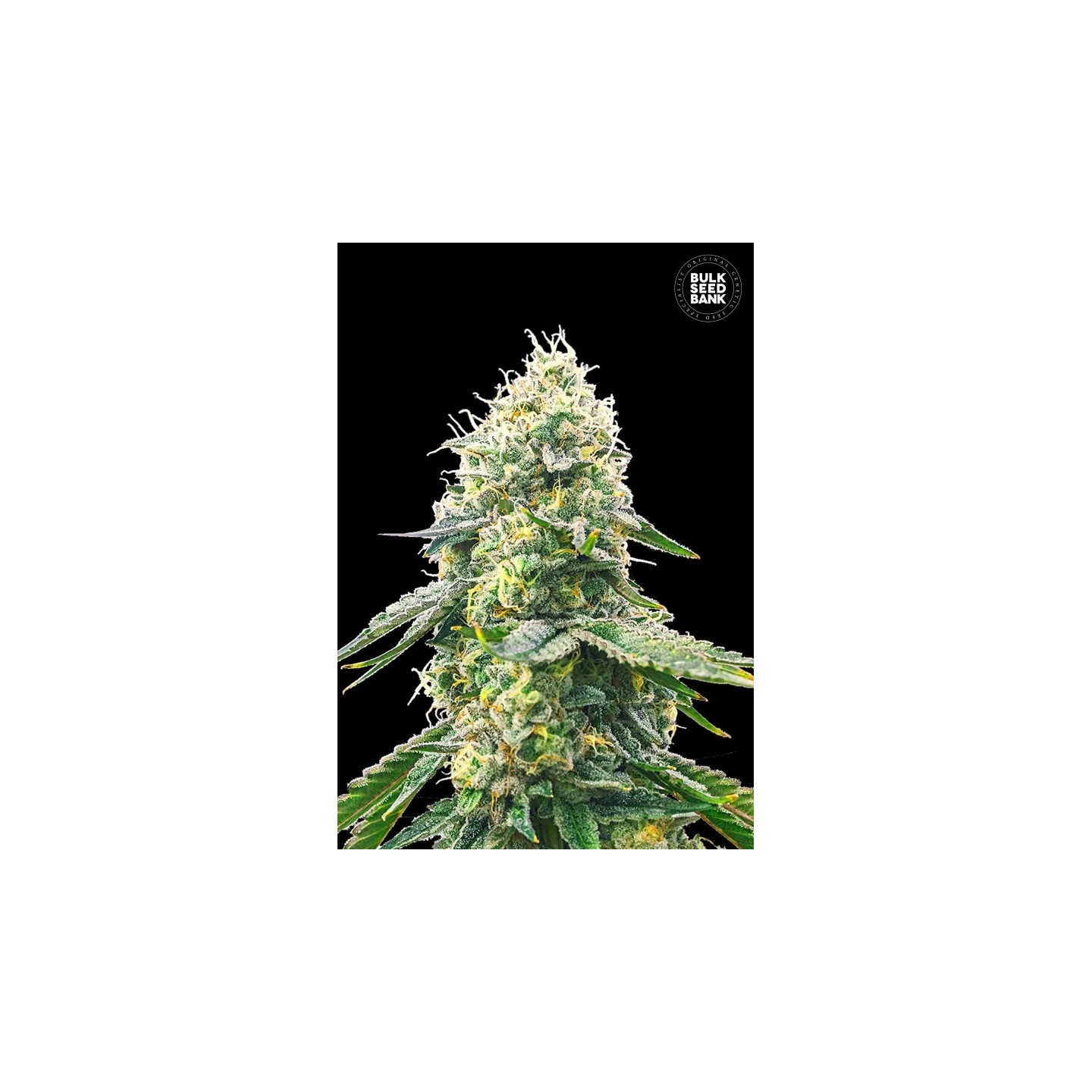 Gelato Samba de Bulk Seeds Bank