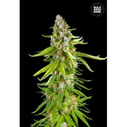 Grande Crack de Bulk Seeds Bank
