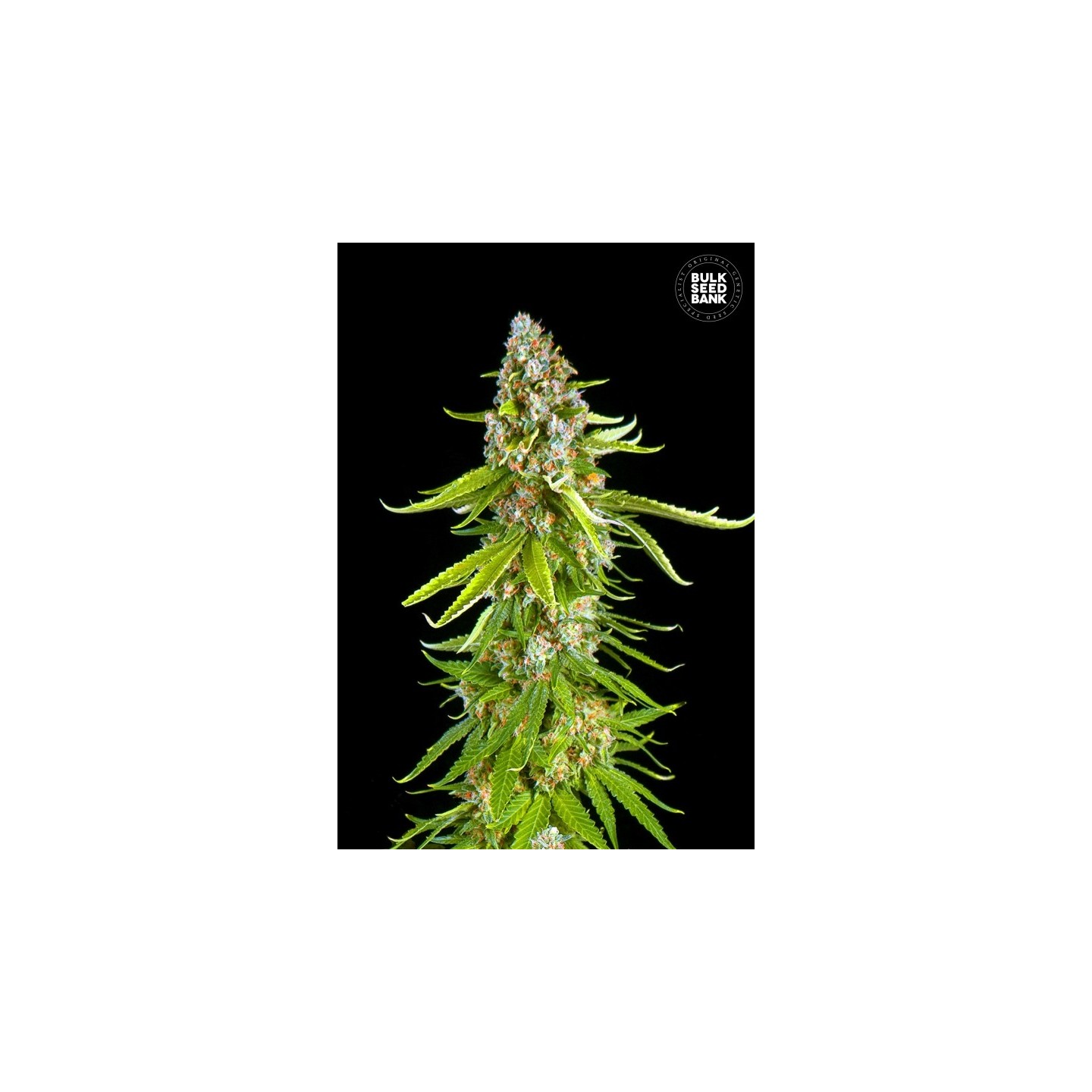 Grande Crack de Bulk Seeds Bank