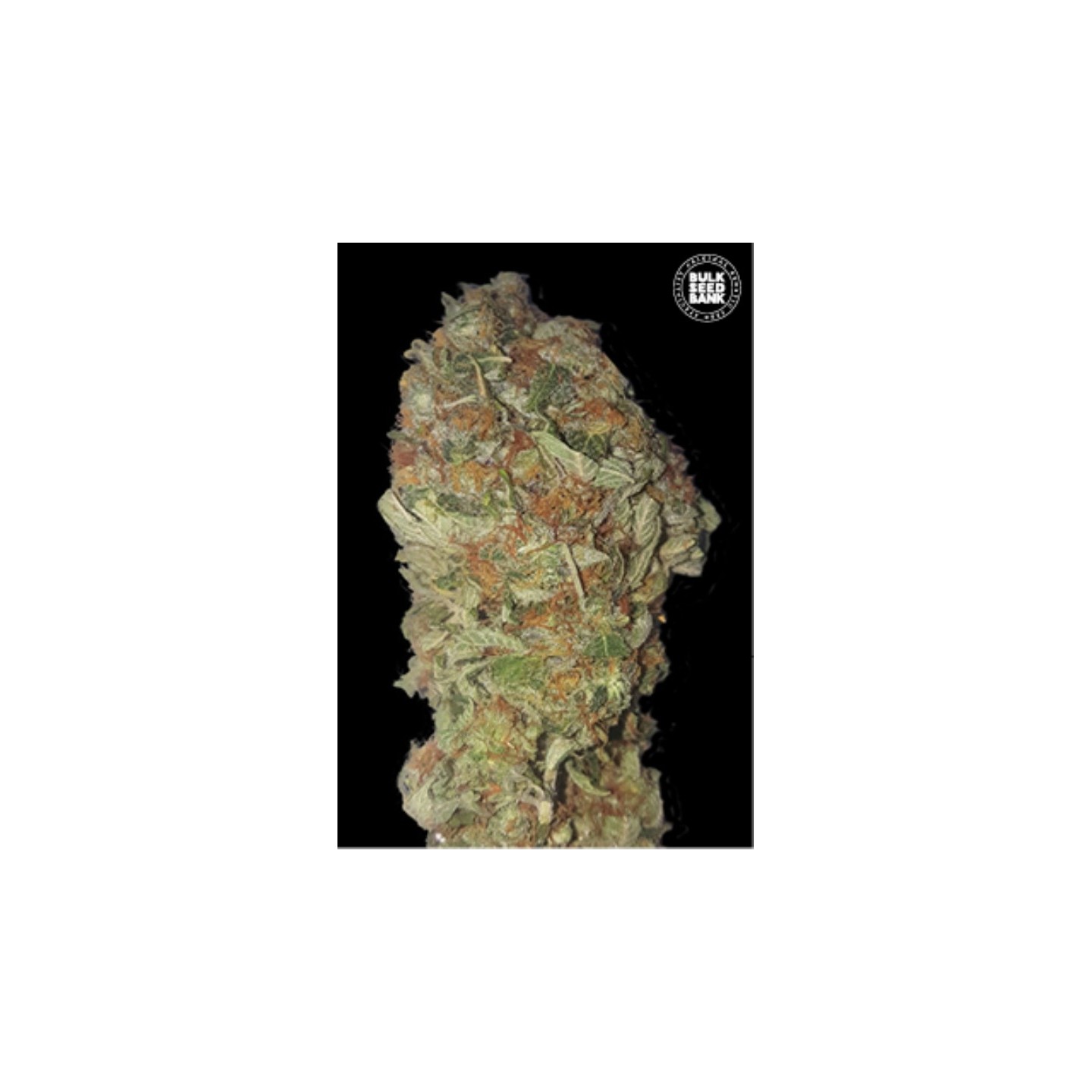 Green Candy de Bulk Seeds Bank