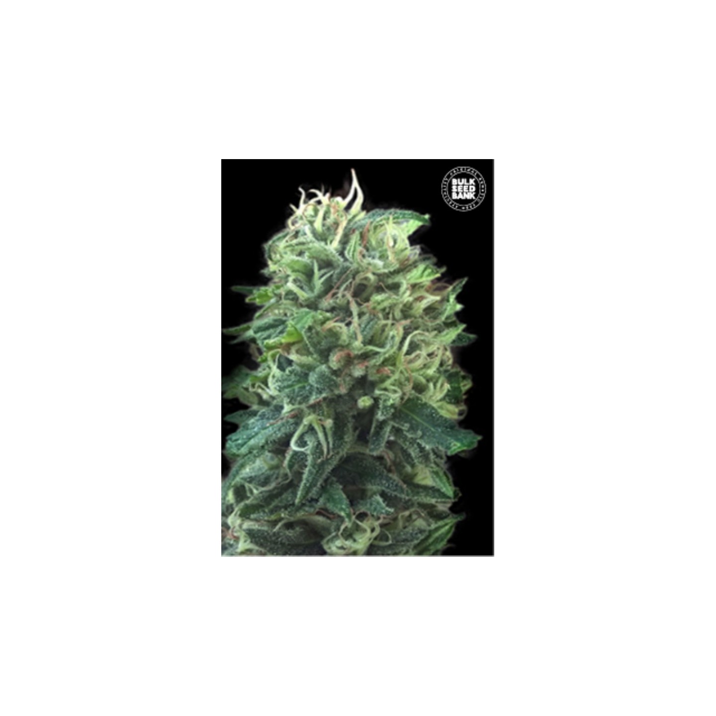 Green Scout Cookies de Bulk Seeds Bank