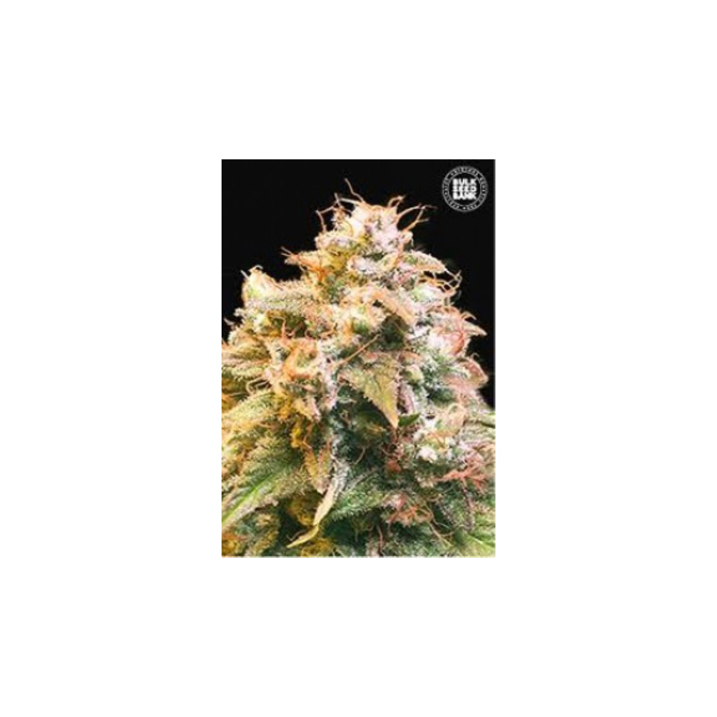 Guerilla Glue Feminizada de Bulk Seeds Bank