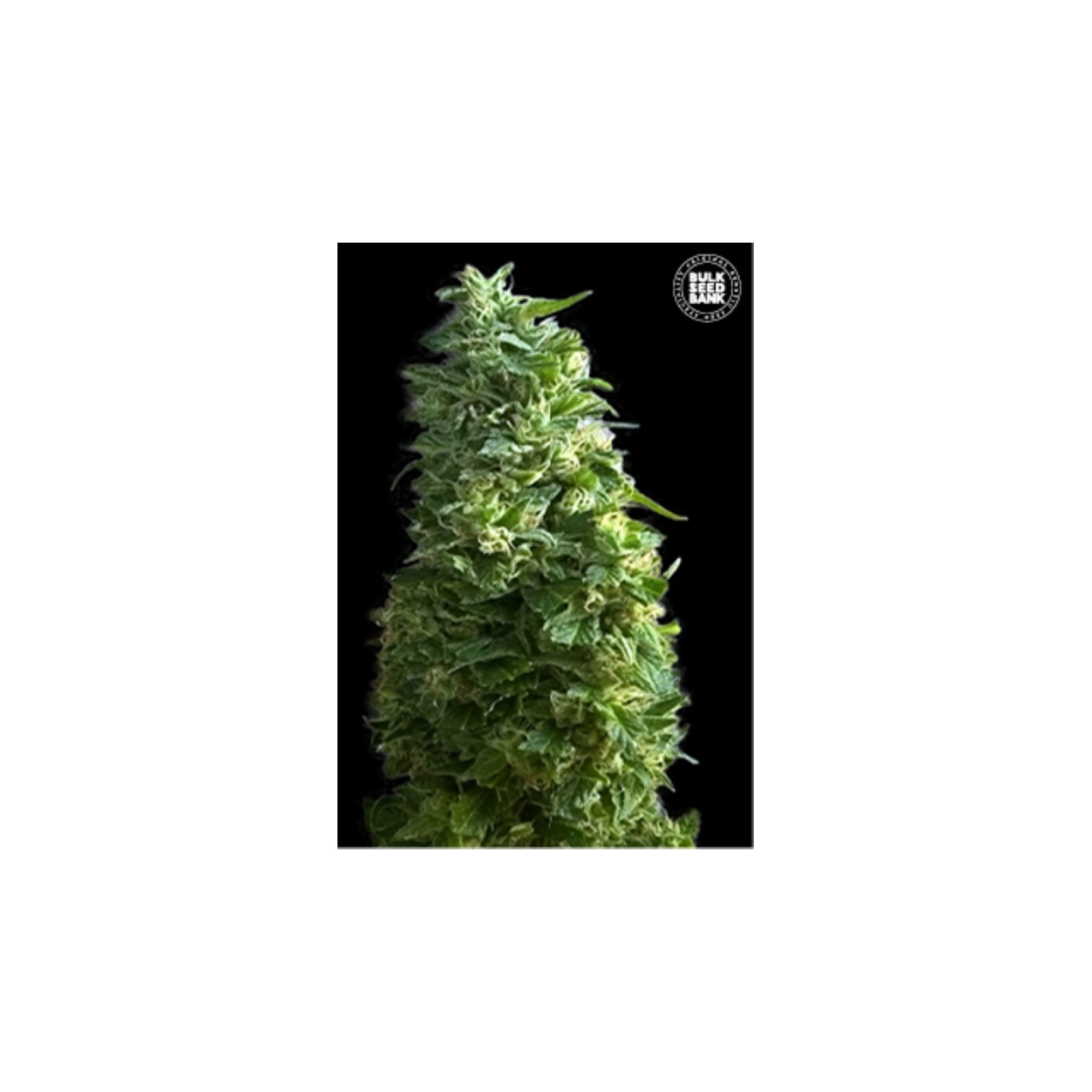Lime Skunk Feminizada de Bulk Seeds Bank