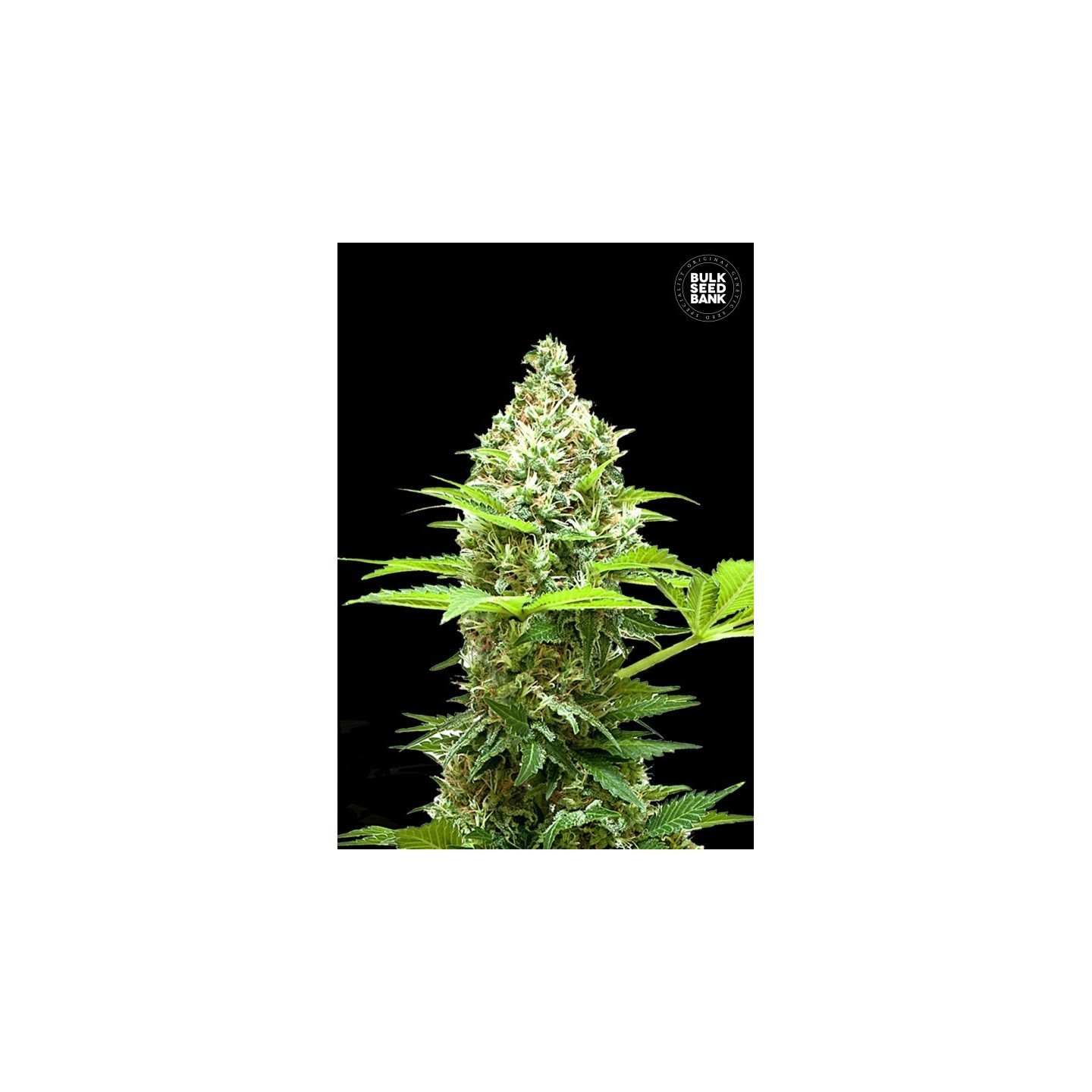 Sherbet Power Feminizada de Bulk Seeds Bank