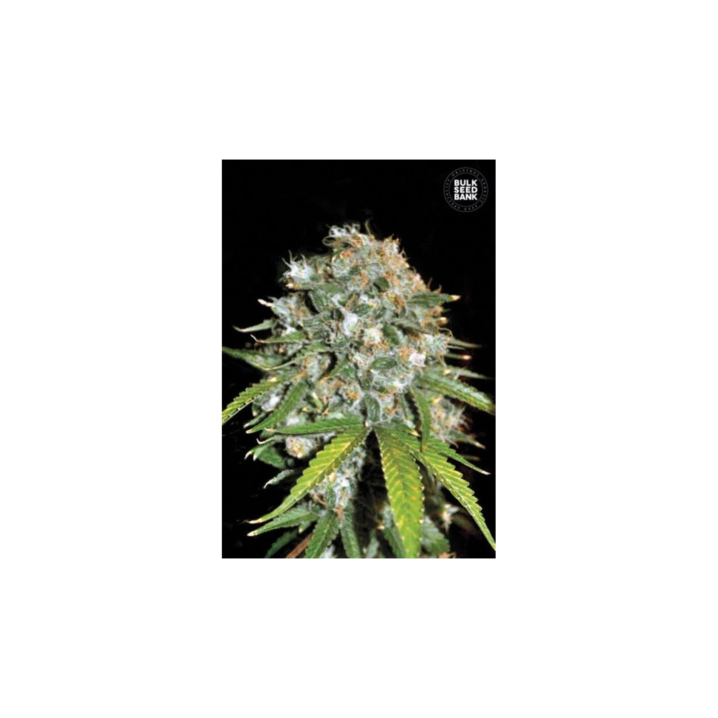 Skunk#99 Feminizada de Bulk Seeds Bank
