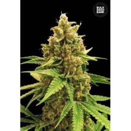 Winning Cake Feminizada de Bulk Seeds Bank