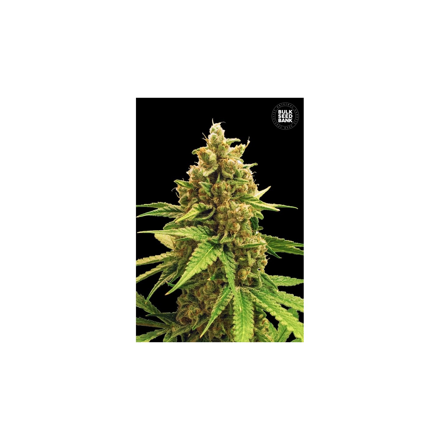 Winning Cake Feminizada de Bulk Seeds Bank
