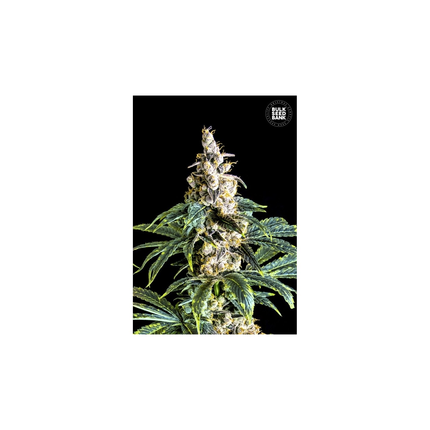 Zkittly Zi Zi Feminizada de Bulk Seeds Bank